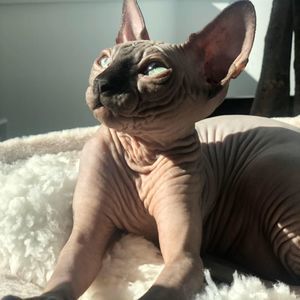 Meet your Posher, Catalina